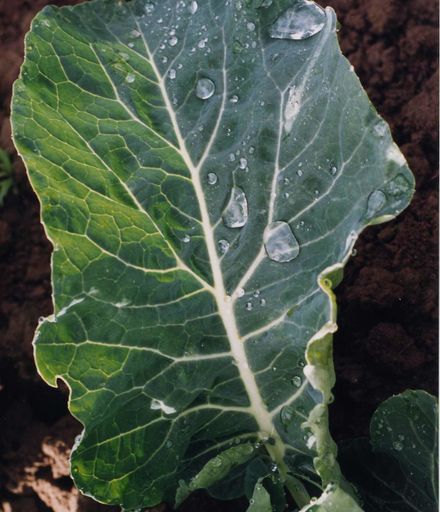 Cabbage Leaf