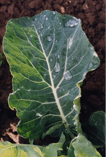Cabbage Leaf