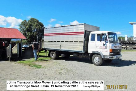 Johns Transport ( Moo Mover ) unloading cattle at the sale yards at Cambridge Sreet. Levin. 19 November 2013