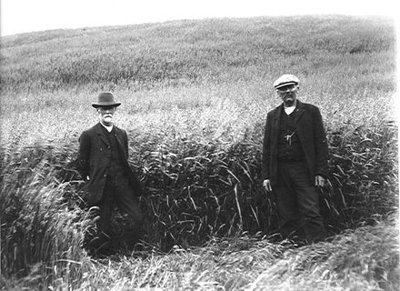 Leonard Cockayne & W.H. Field, 1908