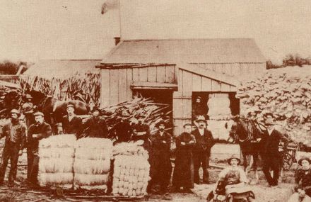 Flax Workers, Foxton, 1904