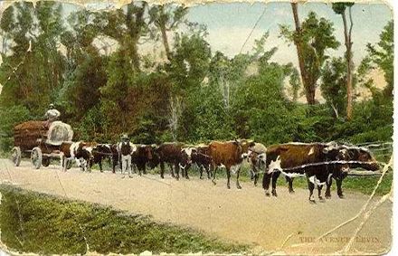 Bullock Teamand Log, The Avenue, Levin
