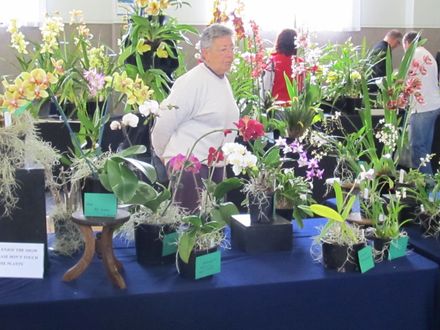 Levin Orchid Society show 2012 0236 - Resource cover image