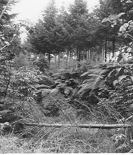 Kohitere Forest (pine plantation), 1968