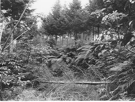 Kohitere Forest (pine plantation), 1968