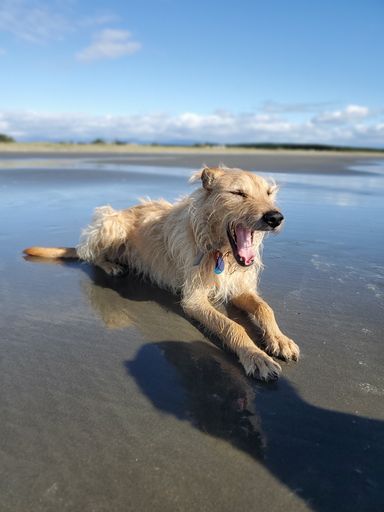 Dog at Waitārere Beach - #CaptureYourHorowhenua