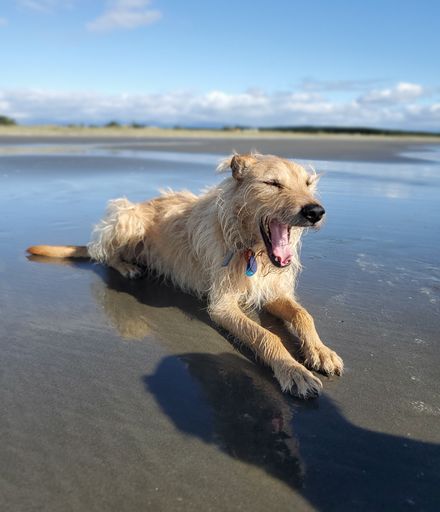 Dog at Waitārere Beach - #CaptureYourHorowhenua