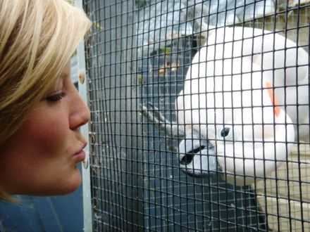 Moluccan Kiss! - Resource cover image