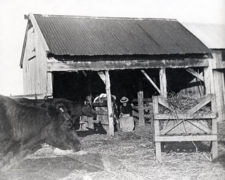 Milking time, Tokomaru ? c.1890's ? - Resource cover image
