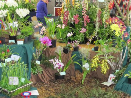 The Levin Orchid society show August 2012  0237 - Resource cover image