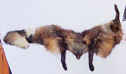 Silver fox fur