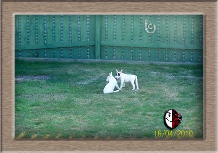 Bullies 4 Me - Resource cover image