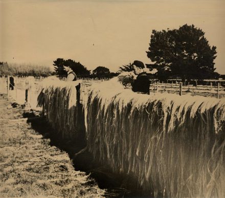 Hanging Flax Fibre in Paddocks