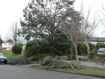 this tree in Meadowvale