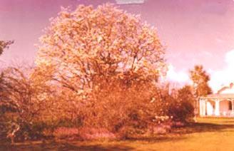 Notable Trees of the Horowhenua - Resource cover image