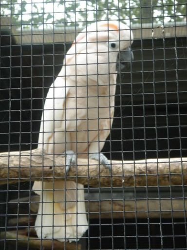 Moluccan Cockatoo - Resource cover image