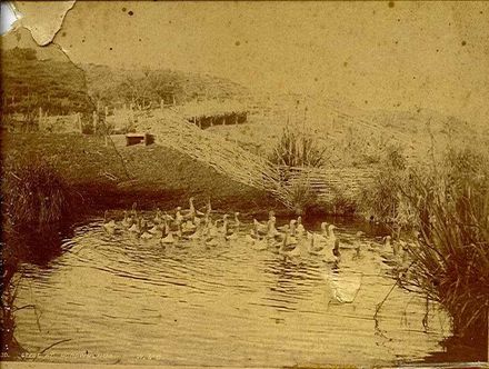 Geese at Lake Horowhenua
