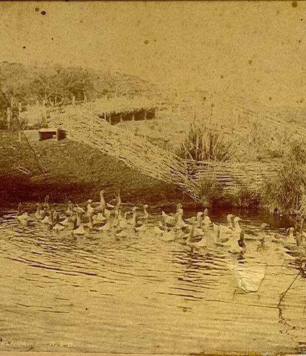 Geese at Lake Horowhenua