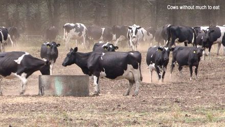 Friesian cows with not much to eat