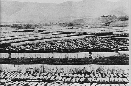 Paddocks of Flax Fibre, 'Miranui' mill