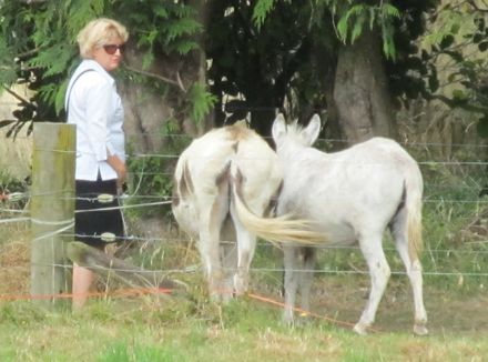Garden 5 Garden visitor with donkeys - Resource cover image