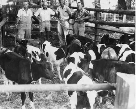 Rotarians with calves for Western Samoa, 1970