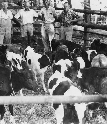 Rotarians with calves for Western Samoa, 1970