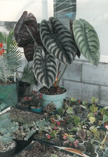 Mature mini antherium 1984