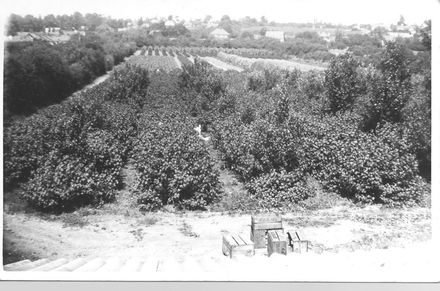 Vegetable garden with  4 crates in foreground - Resource cover image