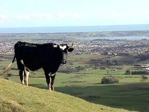 Burtton's Track - Resource cover image