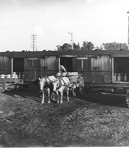 Loading milk cans into railway van, Manakau