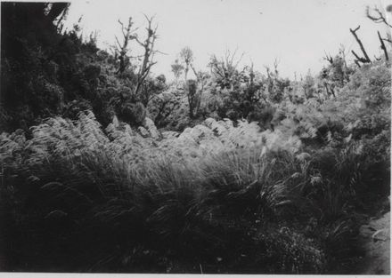 Toi Toi bushes growing on hillside with some remanent bush, 1920's