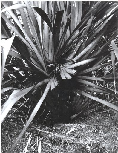 Flax plant with a fan cut out