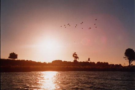 Ducks Flying Over Lake Horowhenua