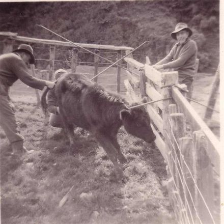 Herb Kilmister & Fred Kilmister (snr), docking bull, 1953