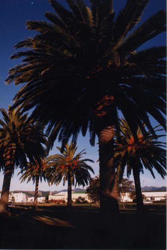 Phoenix Palms in the Levin Domain
