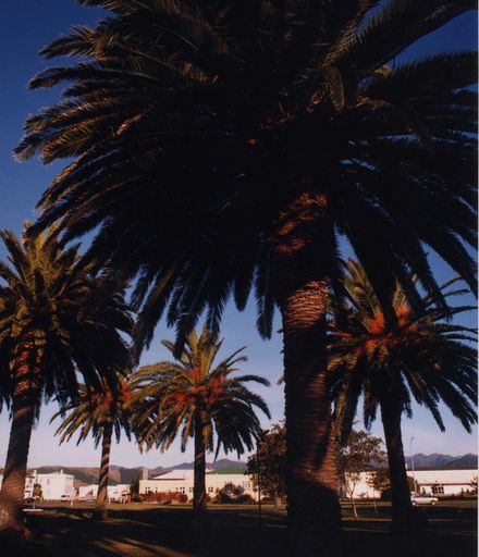 Phoenix Palms in the Levin Domain