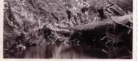 Members of tramping club standing on a fallen tree, October 1936