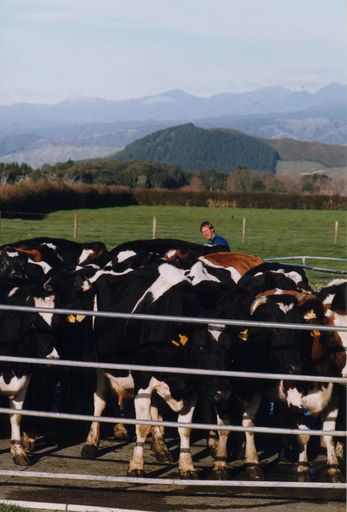 Milking Time at Ohau