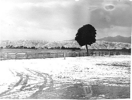 Snow at the Levin Saleyards