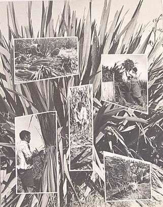 Flax Cutting Montage