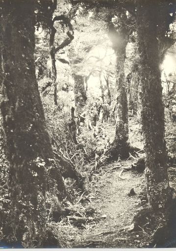 Catherdral Aisle - Tararua Ranges