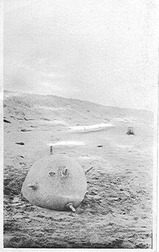 Mine at Hokio Beach 1918