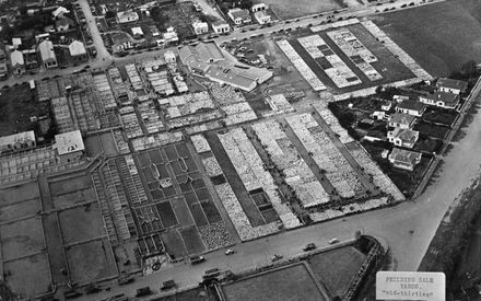 Feilding Saleyards, mid 1930s
