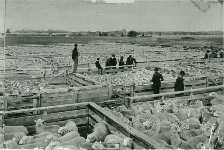 Feilding Saleyards