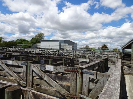 Page 3: Rongotea Saleyards