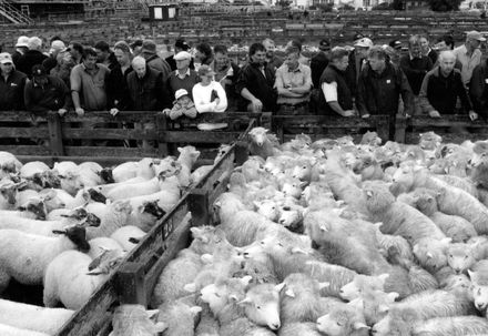 Sheep Sale at Feilding Saleyards
