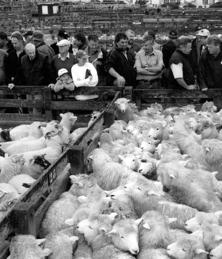 Sheep Sale at Feilding Saleyards