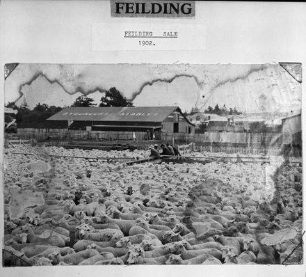 Youngers Stables & Feilding Saleyards, c. 1902