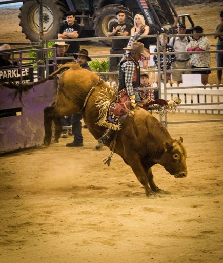 Manfield Park Bull Riding - 2014